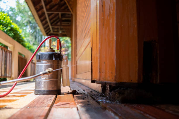 Wasp Removal Services in New Milford, IL