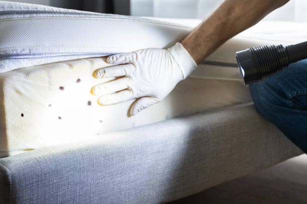 Best Emergency Pest Control  in New Mford, IL