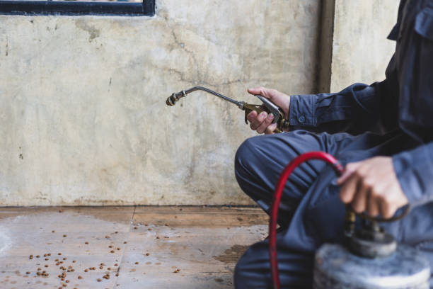 Best Rat Extermination Near Me  in New Mford, IL